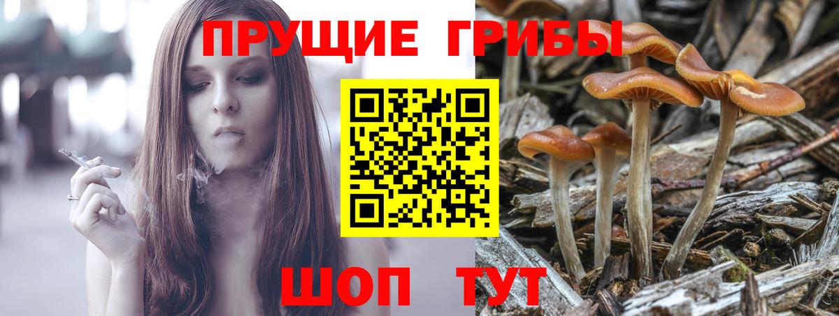 Псилоцибиновые грибы Psilocybe  Вход с VPN  Каменск-Уральский 